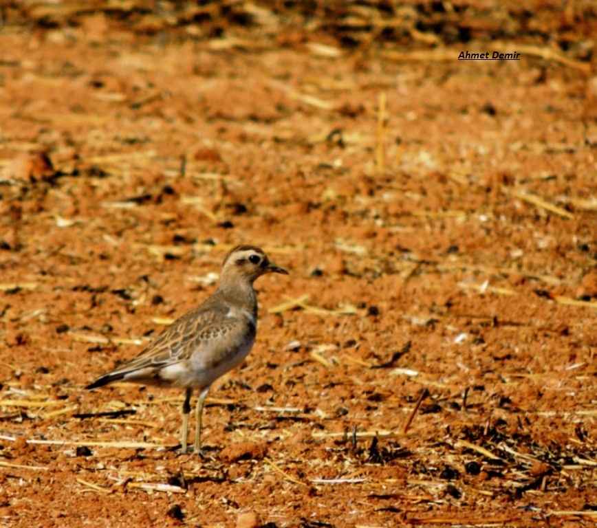 Eurasian Dotterel